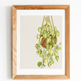 Hanging Plant Art Print