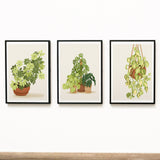 Hanging Plant Art Print