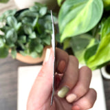 plant magnets side