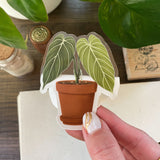 Philodendron Melanochrysum Sticker