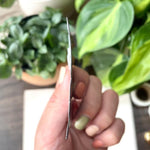 plant coffee magnet side