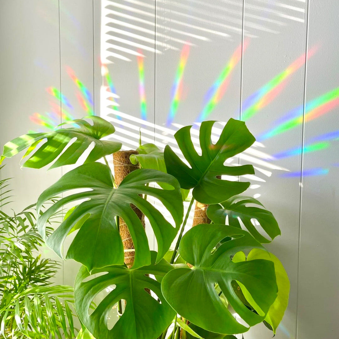 How to affix your suncatcher? – LINH T VO