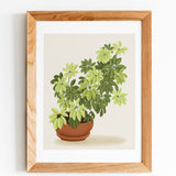 Schefflera Plant Art Print