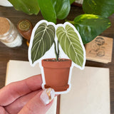 Philodendron Melanochrysum Sticker